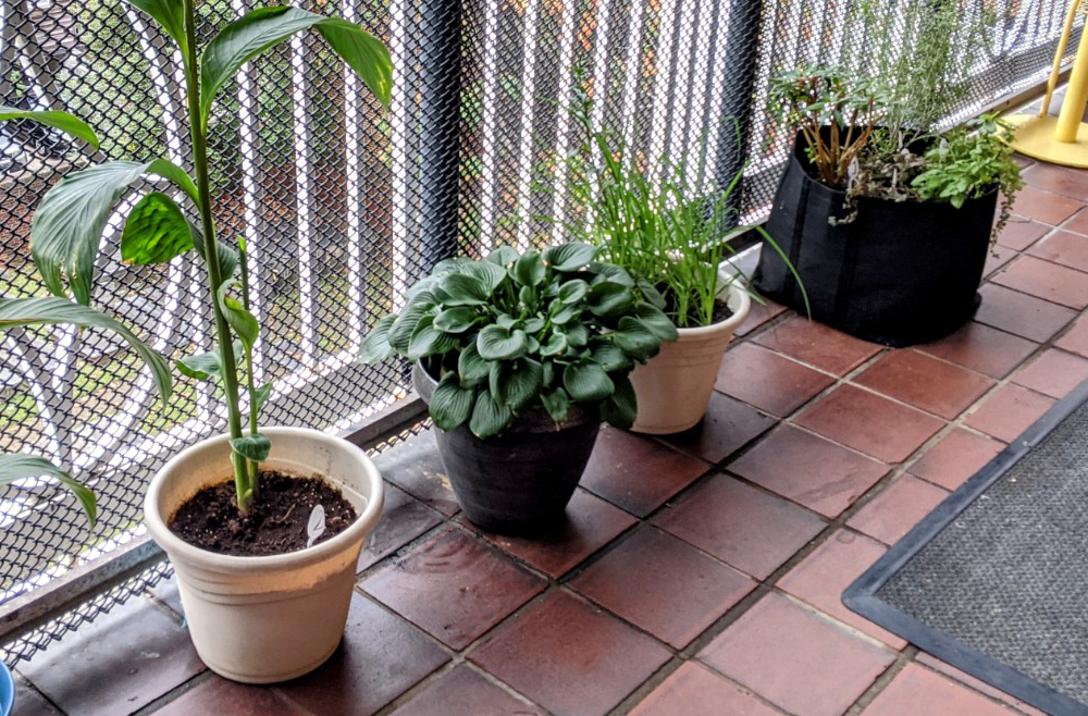 A row of plants on the Spruce building porch